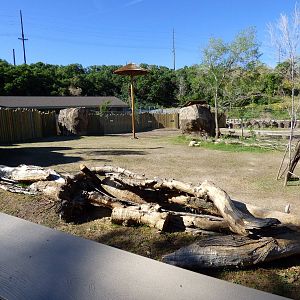 African Savanna - Savanna Side-yard