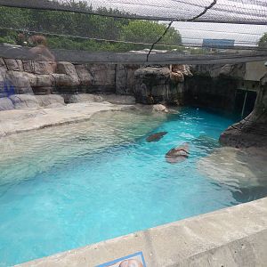 Jun. 2014 - Marine Mammals - Pacific Walrus Exhibit