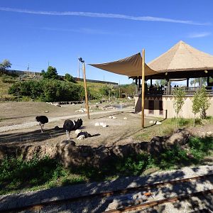 African Savanna Exhibit