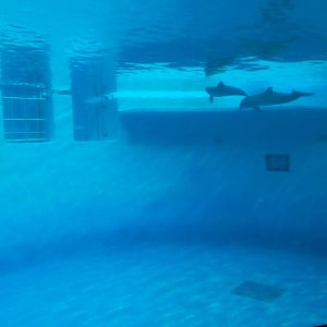 Jun. 2014 - Dolphin Underwater Dome