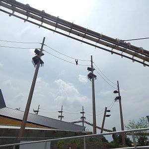 Jun. 2014 - International Orangutan Center - Rocky Enjoying the View