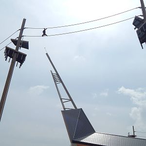 Jun. 2014 - International Orangutan Center - Rocky 80 ft. in the Air