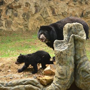 Wii, the spectacled bear cub