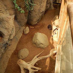 Jun. 2014 - Deserts - Great Plated Lizard + Rhinoceros Iguana + Radiated To