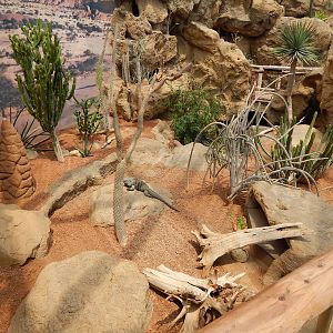 Jun. 2014 - Deserts Exhibit (5 Species - 3 Free Flying)