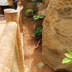 Jun. 2014 - Deserts - Desert Tortoise + Great Plated Lizard Exhibit
