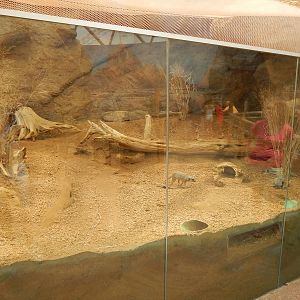 Jun. 2014 - Deserts - Right Meerkat Exhibit