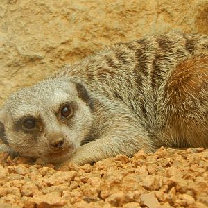 Jun. 2014 - Deserts - Meerkat
