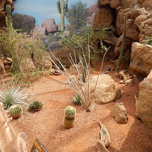 Jun. 2014 - Deserts - (4 Species - 3 Free Flying)