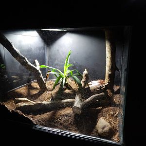 Jun. 2014 - Deserts - Malaysian Blood Python Exhibit
