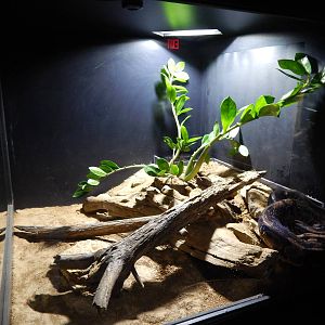 Jun. 2014 - Deserts - Ball Python Exhibit