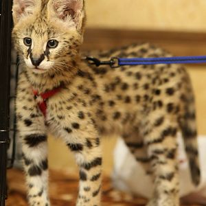 serval kitten