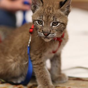 eurasian lynx kitten