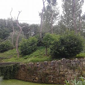 Woolly monkey island