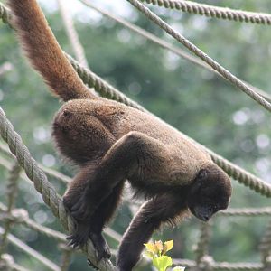 Woolly monkey