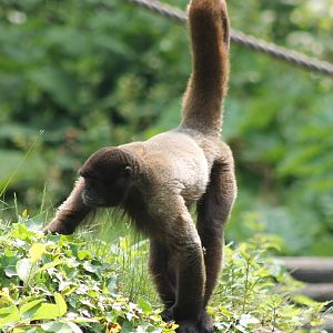 Woolly monkey