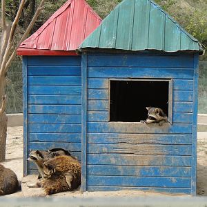 Racoon at Qinghai-Tibet Plateau Wildlife zoo 2014-5-15
