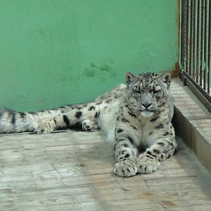 Snow leopard at Qinghai-Tibet Plateau Wildlife zoo 2014-5-15