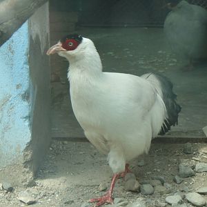 White-eared pheasant at Qinghai-Tibet Plateau Wildlife zoo 2014-5-15