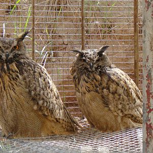 Eagle Owl at Qinghai-Tibet Plateau Wildlife zoo 2014-5-15