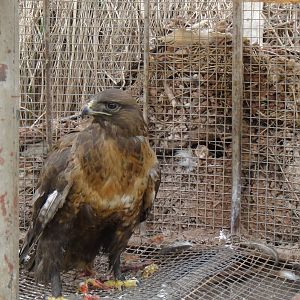 Common buzzard at Qinghai-Tibet Plateau Wildlife zoo 2014-5-15