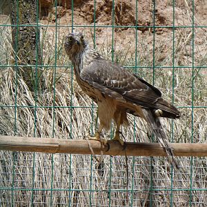 Northern Goshawk at Qinghai-Tibet Plateau Wildlife zoo 2014-5-15