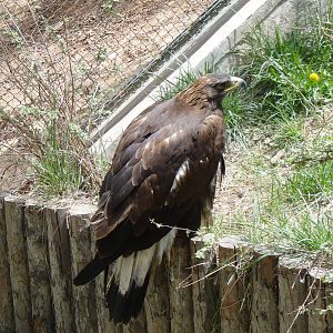 Golden Eagle at Qinghai-Tibet Plateau Wildlife zoo 2014-5-15