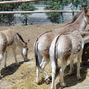 Kiang at Qinghai-Tibet Plateau Wildlife zoo 2014-5-15