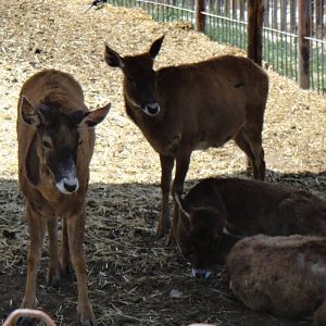 White-lipped deer at Qinghai-Tibet Plateau Wildlife zoo 2014-5-15