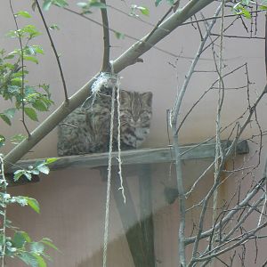 Leopard Cat at Qinghai-Tibet Plateau Wildlife zoo 2014-5-15