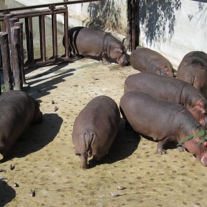 Hippo enclosure (under renovate)