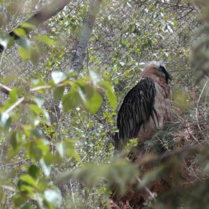 Lammergeier at Qinghai-Tibet Plateau Wildlife zoo 2014-5-15