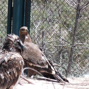 Steppe eagle and Lammergeier at Qinghai-Tibet Plateau Wildlife zoo 2014