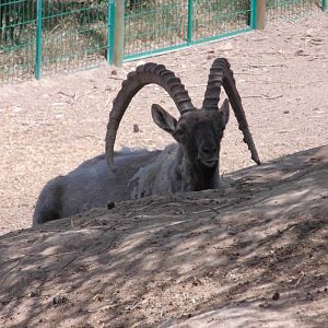 Siberian ibex at Qinghai-Tibet Plateau Wildlife zoo 2014-5-15