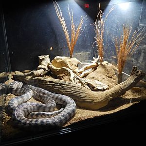 Jun. 2014 - Deserts - Black-headed Python Exhibit