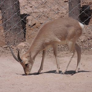 Przewalski?s Gazelle at Qinghai-Tibet Plateau Wildlife zoo 2014-5-15