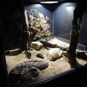 Jun. 2014 - Deserts - Eastern Diamondback Rattlesnake Exhibit