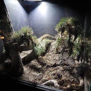 Jun. 2014 - Deserts - Florida Pine Snake