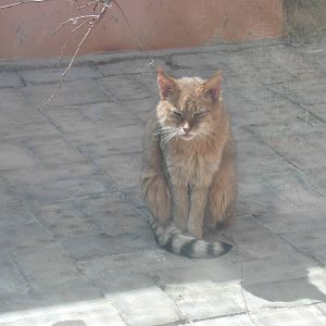 Chinese desert cat at Qinghai-Tibet Plateau Wildlife zoo 2014-5-15