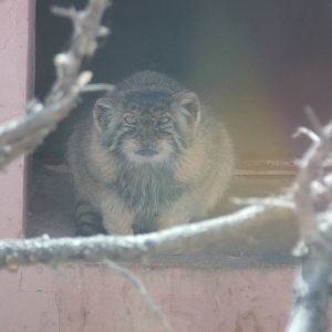 Pallas?cat at Qinghai-Tibet Plateau Wildlife zoo 2014-5-15