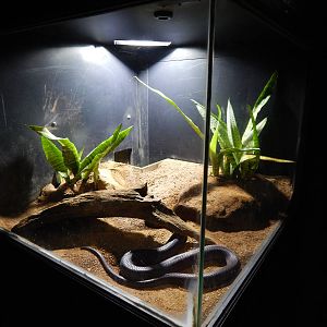 Jun. 2014 - Deserts - Red Spitting Cobra Exhibit