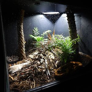 Jun. 2014 - Deserts - Brazilian Rainbow Boa Exhibit