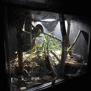 Jun. 2014 - Deserts - Emerald Tree Boa Exhibit