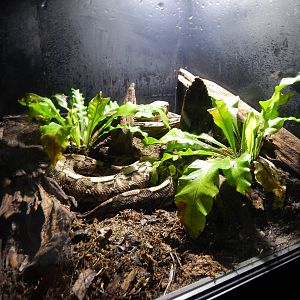 Jun. 2014 - Deserts - West African Gaboon Viper Exhibit