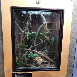 Jun. 2014 - Deserts - Eyelash Viper Exhibit