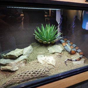 Jun. 2014 - Deserts - Grey-banded Kingsnake Exhibit