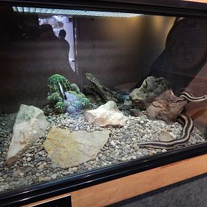 Jun. 2014 - Deserts - Mexican Rosy Boa Exhibit