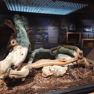 Jun. 2014 - Deserts - Everglades Rat Snake Exhibit