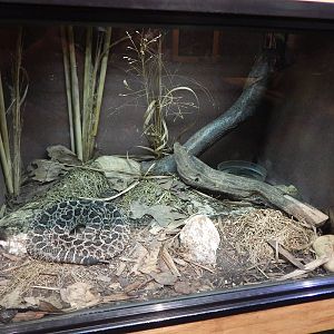 Jun. 2014 - Deeserts - Western Massasauga Rattlesnake Exhibit