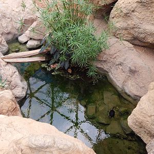 Jun. 2014 - Deserts - Australian Snake-necked Turtle Second Exhibit